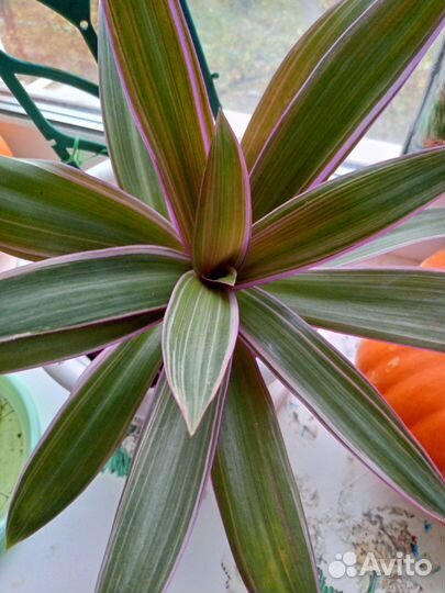 Растения домашние