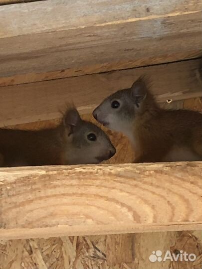 Белка домашняя