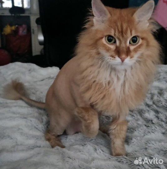 Стрижка кошек выезд на дом