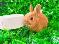 Пасхальный кролик карликовый
