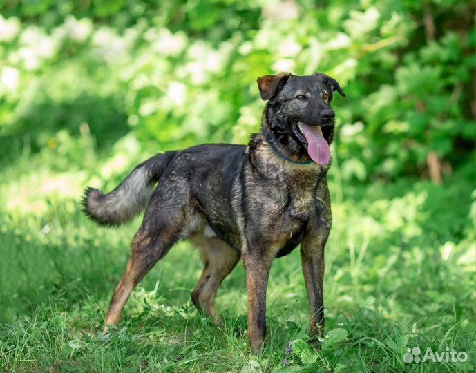 Собака в добрые руки отдам бесплатно