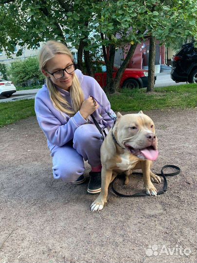 Дрессировка и обучение собак