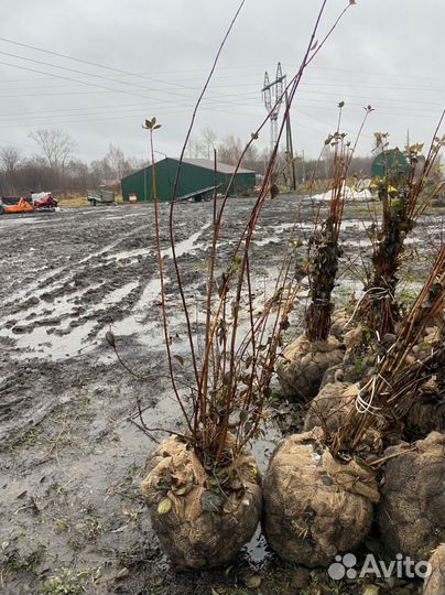 Чубушник ком