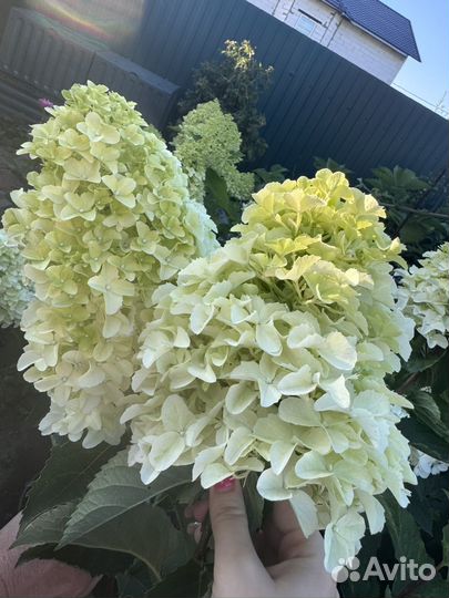 Гортензия метельчатая