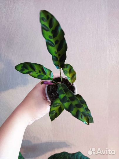 Калатея лансифолия