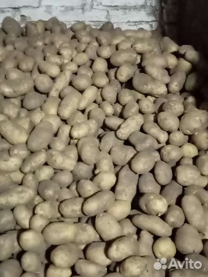 Продам картофель крупный. Сорт эмпала