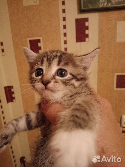 Кошка в дар