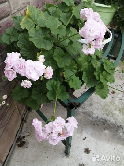 Диффенбахия