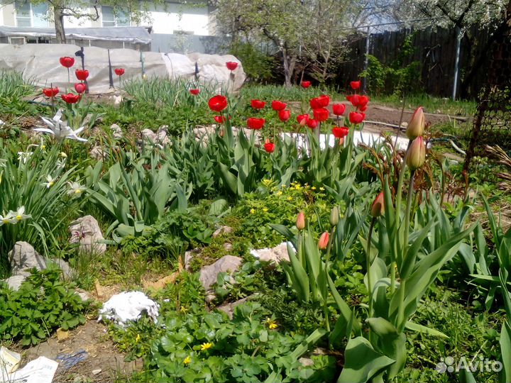 Луковицы ранних тюльпанов