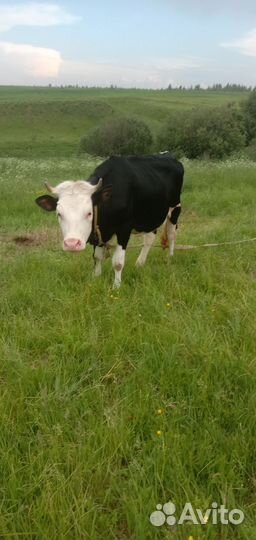 Телки и бычок