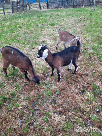 Продам коз