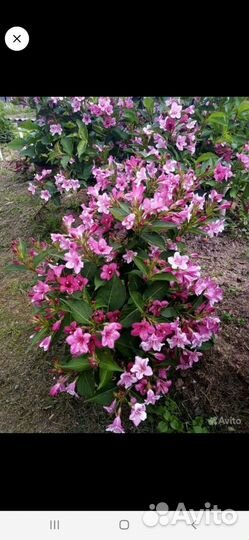 Вейгелла два сорта