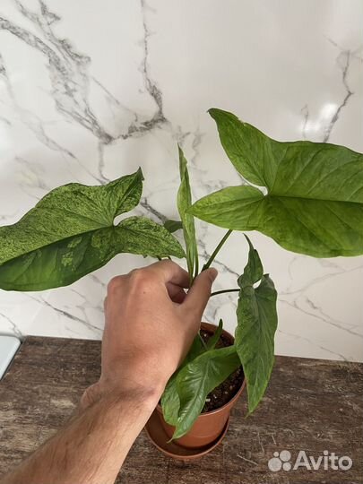 Сингониум Моттлед