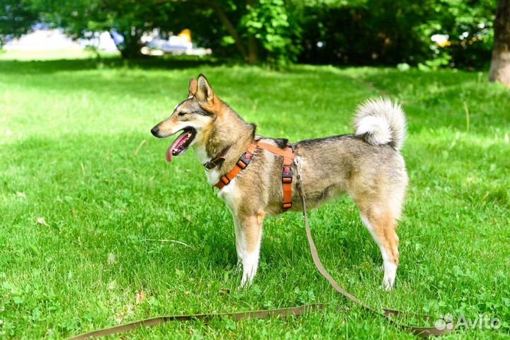 Красавица Сара в дар