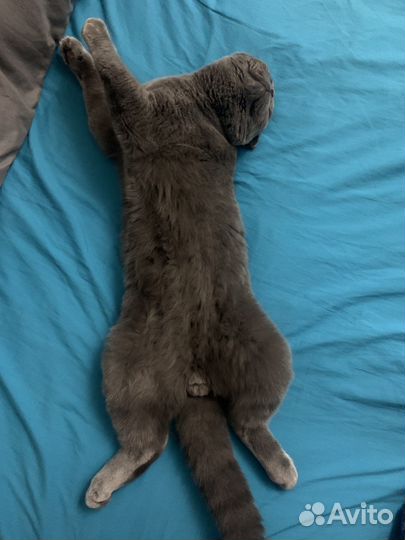 Вязка Шотландский вислоухий кот