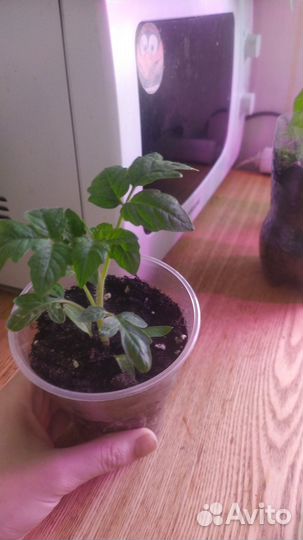 Помидоры балконное чудо