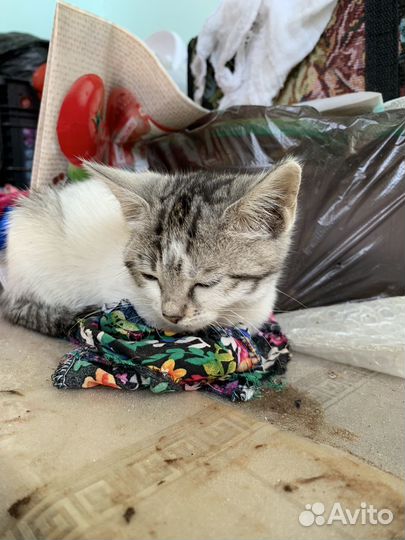 Кошка в дар бесплатно
