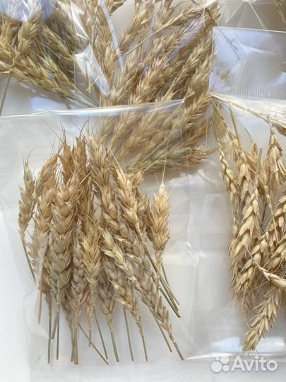 Набор для творчества пшеница
