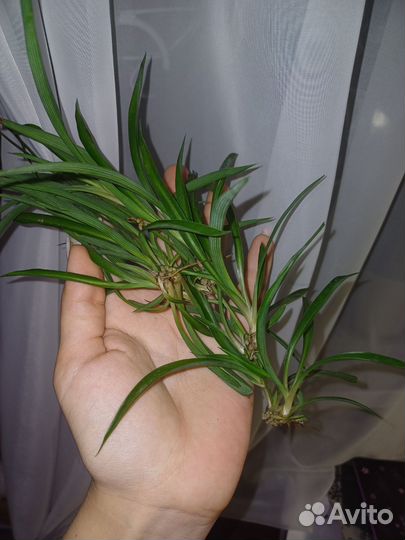 Хлорофитум