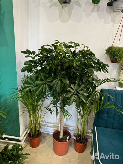 Комнатные растения цветы большие