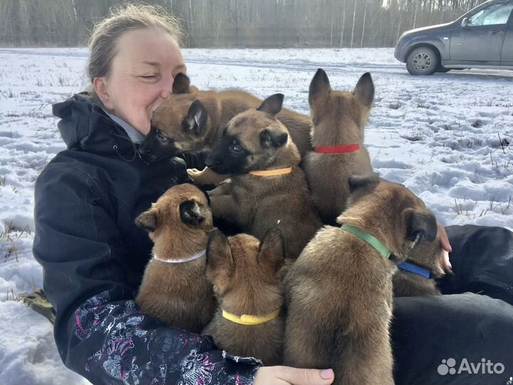 Дрессировка собак кинолог