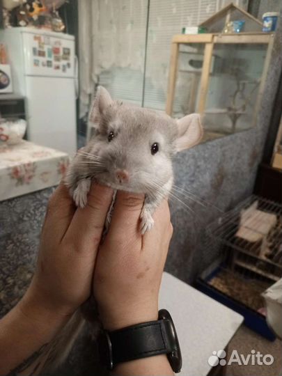 Шиншилла