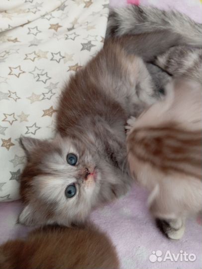 Шотландская вислоухая кошка
