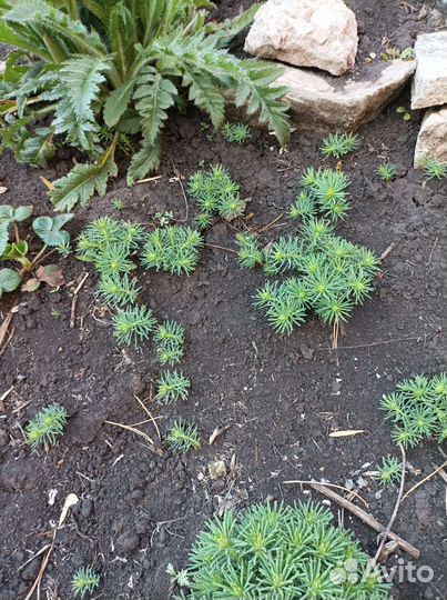 Молочай кипарисовый многолетник