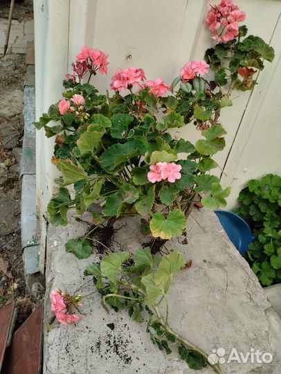 Пеларгония герань