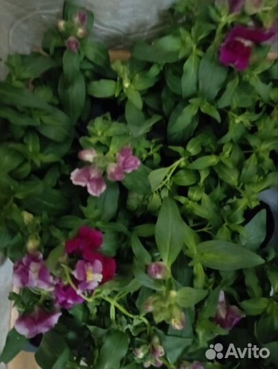 Цветы уличные