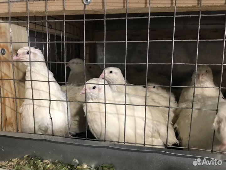 Яйцо перепелиное