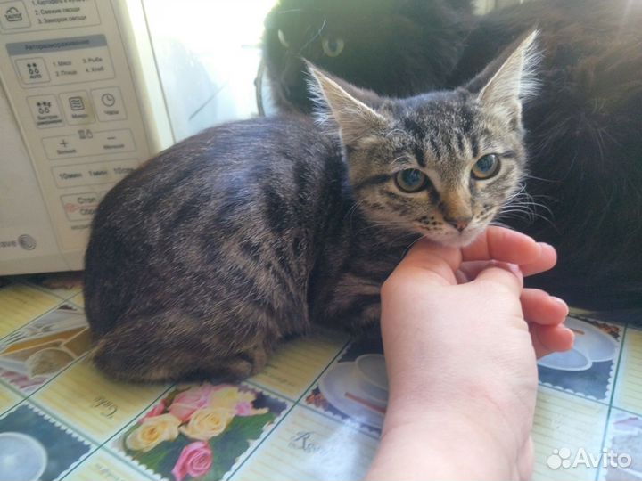 Кошка девочка 2.5 месяца