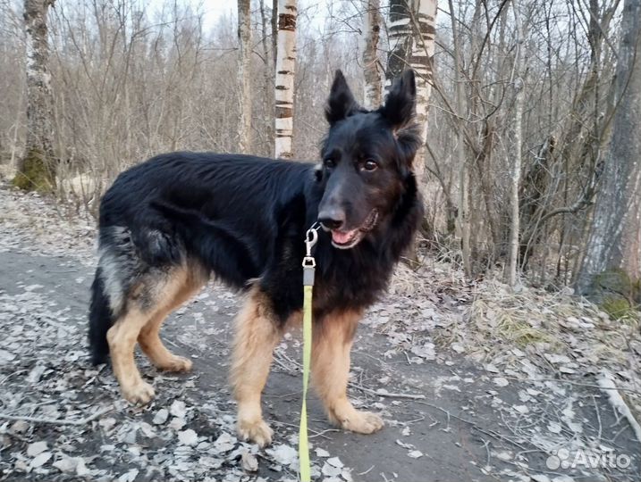 Овчарка Вольт, умный верный пёс