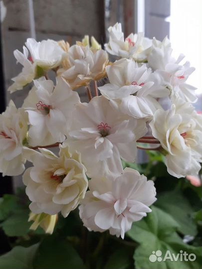 Пеларгония герань сортовая