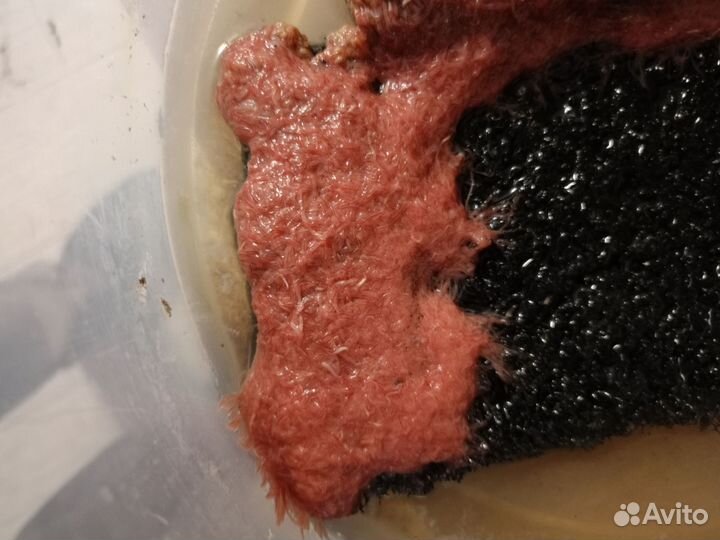 Культура живых кормов и замороженные корма