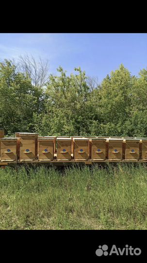 Мёд липовый 2023