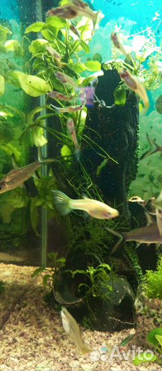 Рыбки гуппи