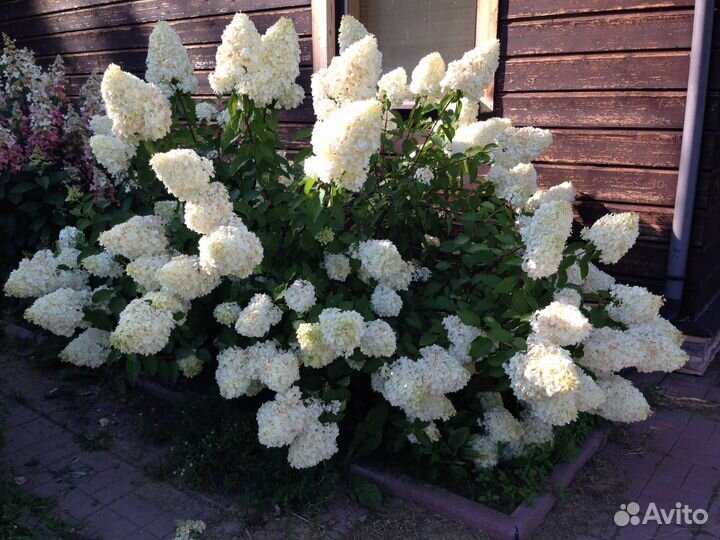 Гортензия метельчатая Полар Бир С2