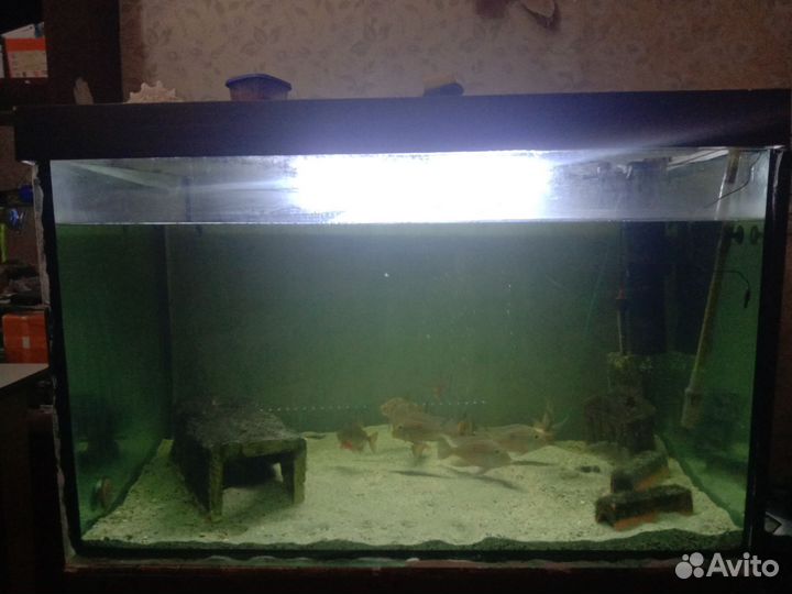 Аквариум