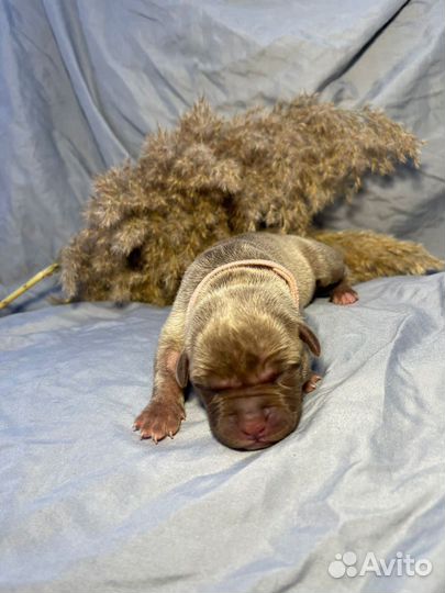 10 шикарных малышей,с документами