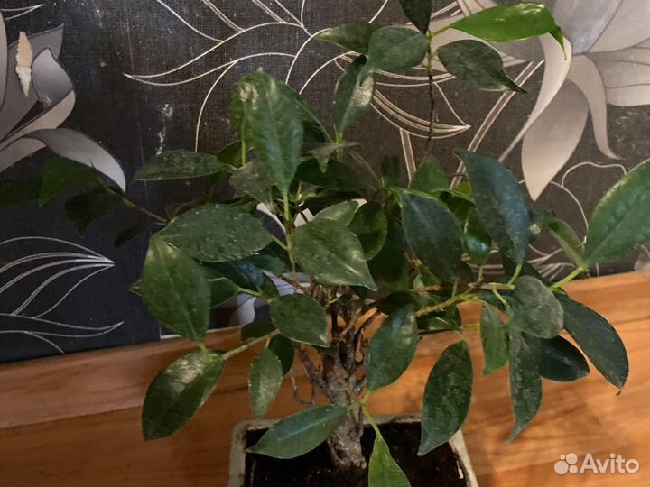 Бонсай микс