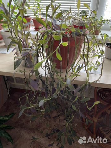 Традесканция