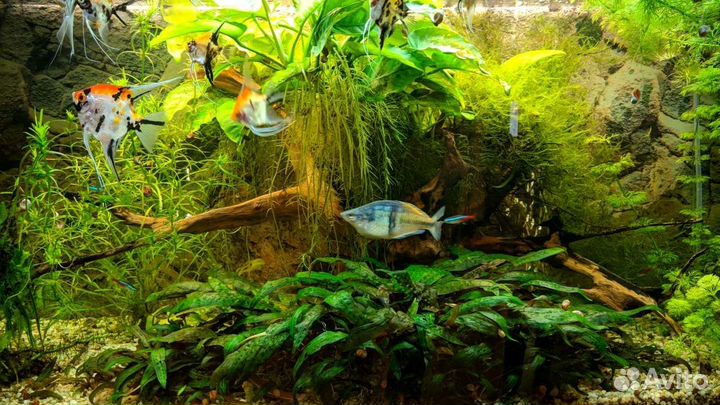 Чистка аквариума