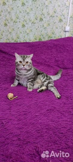 Вязка) британский кот