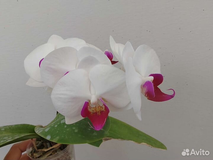 Орхидея фаленопсис Мадонна