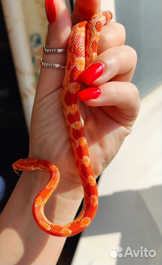 Змея маисовый полоз