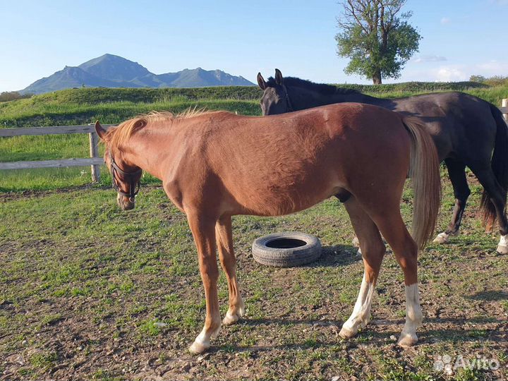 Лошадь жеребец