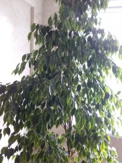 Фикус бенджамина