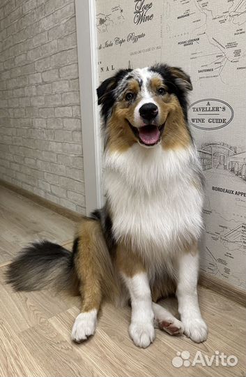 Собака для фотосессий, рекламы, съемок