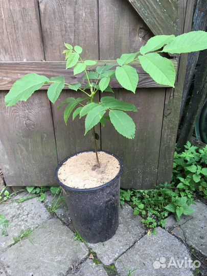 Маньчжурский орех